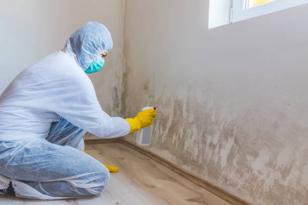 Licensed Commercial Mold Remediation service in Gloucester City, NJ - WQB Mold Removal